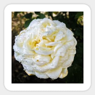 White flower with fattening drops Sticker